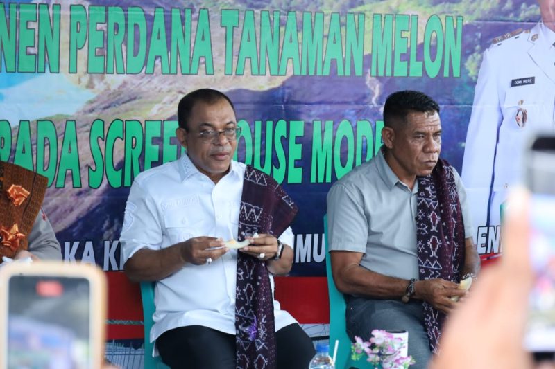 Bupati Ende, Yosef Benediktus Badeoda Bersama Wakil Ketua DPRD Ende Saat Penen Perdana Melon Emas di Desa Waturaka